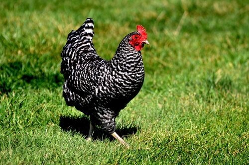 poules plymouth