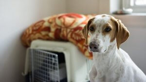 8 conseils pour vous occuper de votre animal en toute sécurité