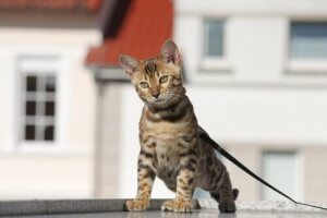 promener votre chat