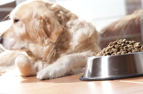 l'alimentation du chien doit contenir des protéines
