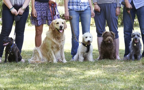 Votre chien ne vous fait pas confiance quand vous êtes en colère
