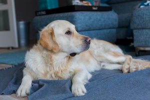 La reproduction chez les chiens