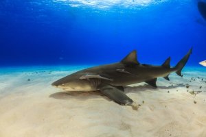 Curiosités sur le requin-citron