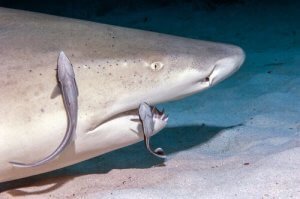 requin-citron
