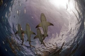 requin-citron
