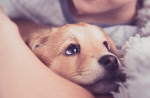 Premiers soins pour les chiots : respiration assistée