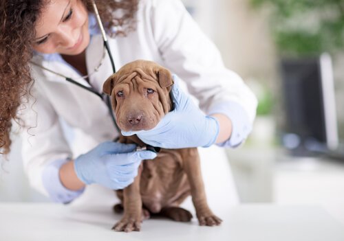 conseils pour réaliser la respiration assistée pour chiots