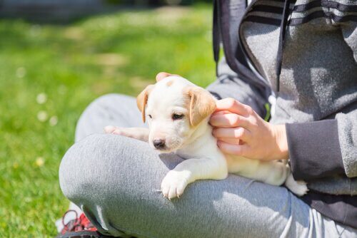 respiration assistée pour chiots