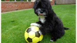 Ronaldog, le chien footballeur
