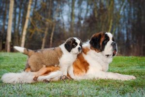 le saint-bernard fait partie des chiens tranquilles