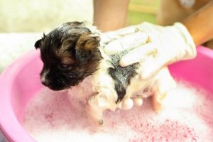 3 étapes pour choisir un shampooing pour votre chien