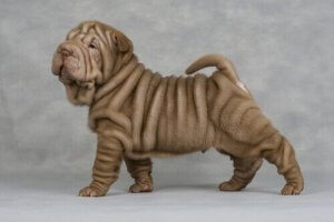 le shar pei fait partie des chiens tranquilles
