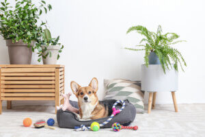 Comment prendre soin de la santé de votre chien par le jeu