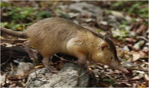 Le solenodon