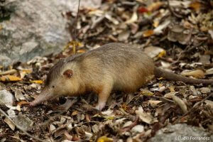 solenodon