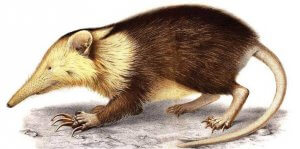 solenodon
