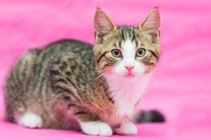 Pourquoi faire stériliser une chatte