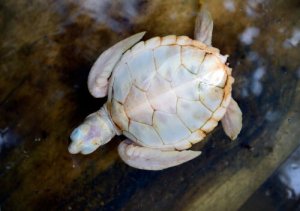 La tortue blanche : tout ce que vous devez savoir sur elle