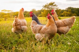 Les poules : quelques races et leurs caractéristiques