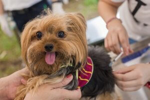 Les vaccins canins et leur importance pour la santé