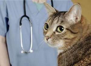 Vétérinaire à domicile : en quoi consiste cette profession ?