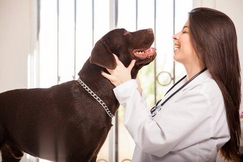 certains chiens ont peur du vétérinaire