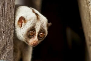 vidéos d'animaux : loris lent en danger