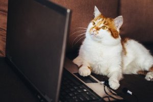 Les vidéos d'animaux peuvent favoriser le trafic illégal