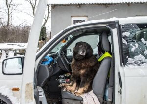 Votre chien a peur des voitures ? Découvrez comment le désensibiliser