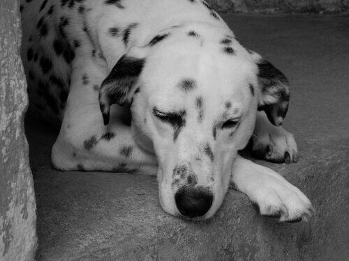 Apprenez à détecter l'anémie chez un chien