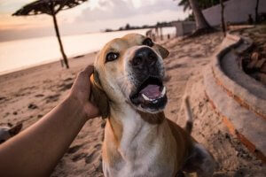 Faut-il assurer son chien ?