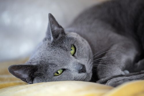 races de chats : le bleu russe