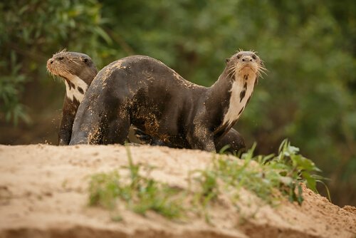 caractéristiques de la loutre géante