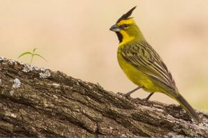 Le cardinal jaune, un oiseau au chant doux et mélodieux