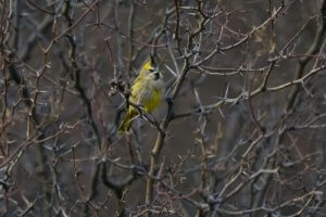 cardinal jaune entre des branches