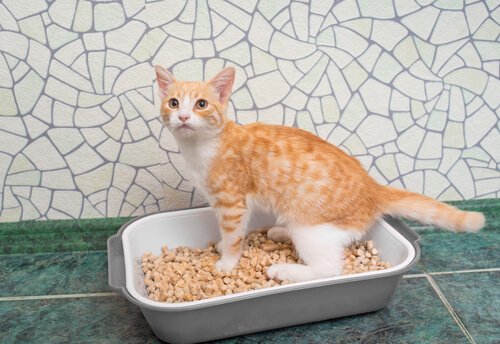 litière maison pour chats