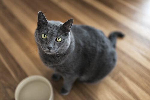 pilules contraceptives pour chattes