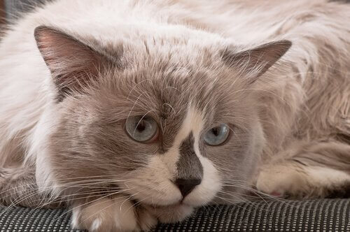 ragdoll