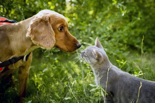 Lamitié Est Elle Possible Entre Chiens Et Chats Mes Animaux