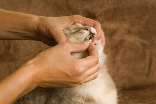 pilules contraceptives pour chattes
