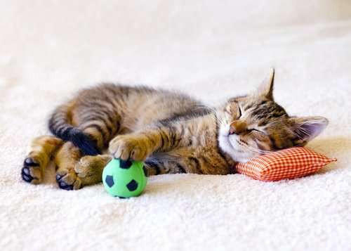 comment apprendre à un chat à se socialiser