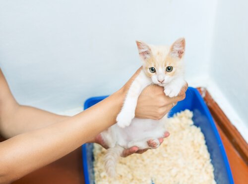 litière maison pour chats