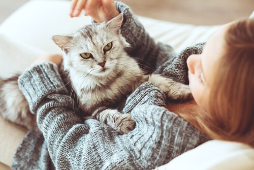 dormir avec un chat ou non ?