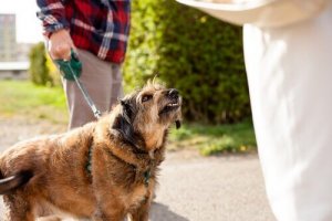 Mon chien est-il devenu fou ?