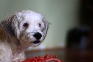 Saviez-vous qu'un chien pouvait être intolérant au gluten ?