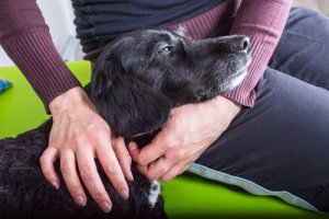 Comment traiter une infection urinaire chez votre chien ?