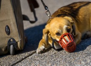 5 conseils pour voyager en avion avec votre animal de compagnie