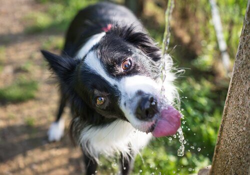 les coups de chaleur chez le chien