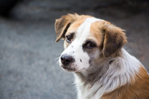 assurer son chien