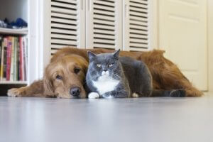 House Sitting, des vacances gratuites en s'occupant d'animaux de compagnie